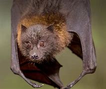 Image result for Fruit Bat Pictres