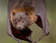 Image result for Fox Fruit Bat Face