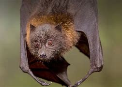 Image result for Fox Fruit Bat Face