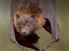 Image result for Flying Fox Bat Face