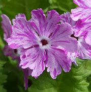 Image result for Primula sieboldii  Cashibori