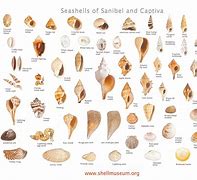 Image result for All Sea Shells