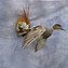 Image result for Taxidermy Duck Mounts Wall