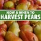 Image result for Pear Harvest