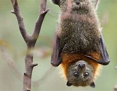 Image result for Bat Hanging Upside Down Anatomy