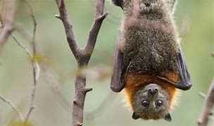 Image result for Bat Slept Hanging Upside Down