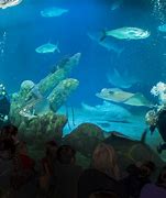 Image result for Ashley Baca Albuquerque Aquarium Aquarist