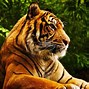 Image result for Laptop Wallpaper HD Animals