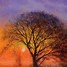 Image result for Sunset in Background Tree Branch in Foreground