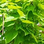 Catalpa bignonioides Nana 的圖片結果