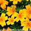 Image result for Golden Gem Flowers