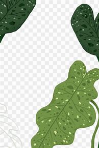 Image result for Pilodendron Border On a Word Document