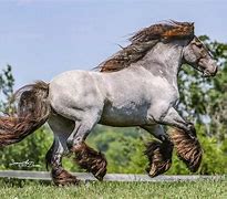 Image result for Draft Horse Heavy Feathering