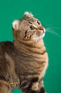 Image result for Cute Cat with Ears Back