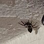 Image result for Black Mouse Spider
