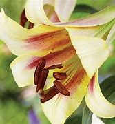 Image result for Lilium Passion Moon