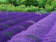Image result for Lavender Flower