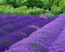 Image result for Violet Lavender