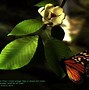 Image result for Blue Butterfly 3D Wallpaper