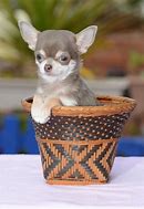 Image result for World's Smallest Dog Ever