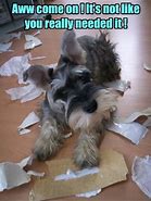 Image result for Schnauzer Memes