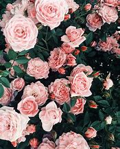 Image result for iPhone 14 Plus Free Rose Wallpaper