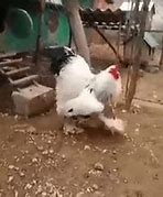 Image result for World's Largest Chicken