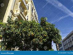 Image result for Streets with Orange Trees in Valencia