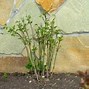 Image result for Clematis After Flowering