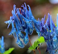 Image result for Corydalis Tory MP