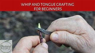 Image result for Tongue Grafting
