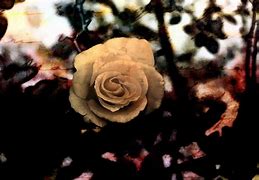 Image result for Gothic Rose Designs