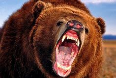 Image result for Mad Mama Bear