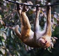 Image result for Animals That Hang Upside Down