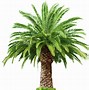 Image result for West Coast Palm Trees