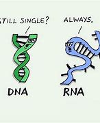 Image result for Biology Meme DNA