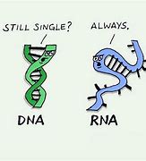 Image result for Corny DNA Biology Jokes