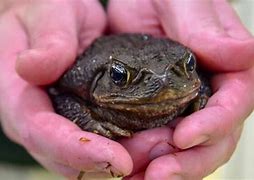Image result for Cane Toad Poop