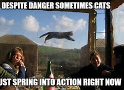 Image result for Danger Cat Memes