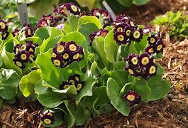 Image result for Primula auricula Chorister
