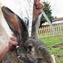 Image result for World's Biggest Bunny