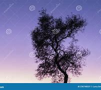 Image result for Mesquite Trees Silhouettes Vector