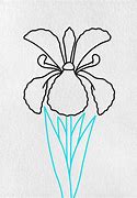 Image result for Iris Flower Outline Drawing