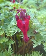 Image result for Dicentra Red Fountain