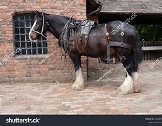 Image result for Shire Horse Tack