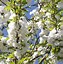 Image result for Prunus avium Plena