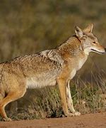 Image result for Arizona Native Animals