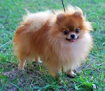 Image result for Pomeranian Dog Colors