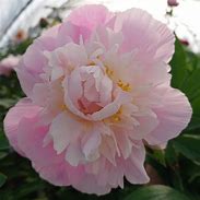 Зображення, знайдене за запитом "Paeonia lactiflora Catharina Fontijn"