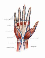 Image result for Hand and Arm Veins